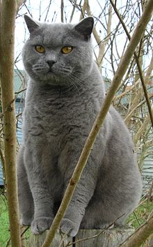 220px-Britishblue